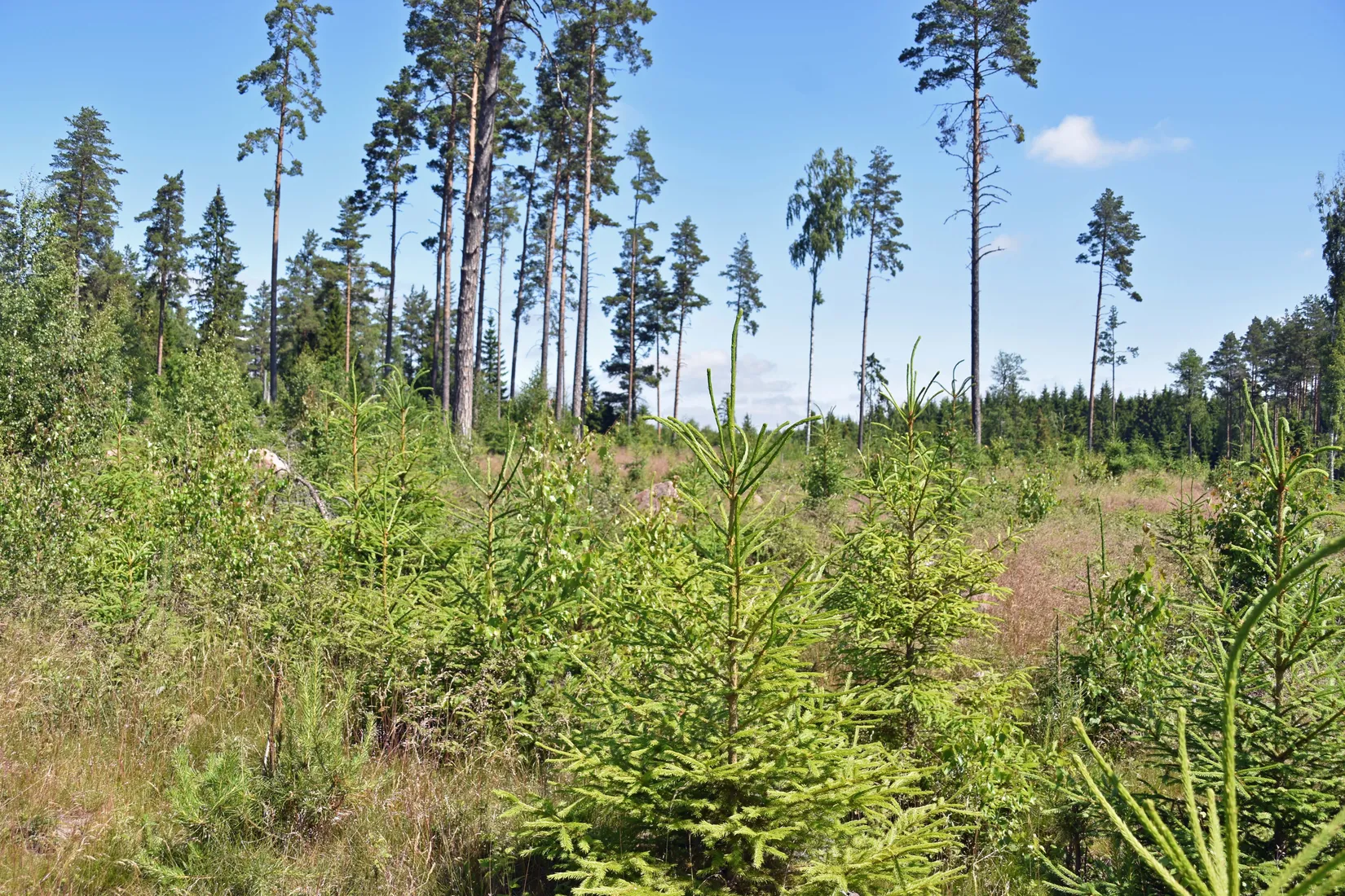 Gård/Skog, Trehörna Fågeltorp 1, Ödeshög