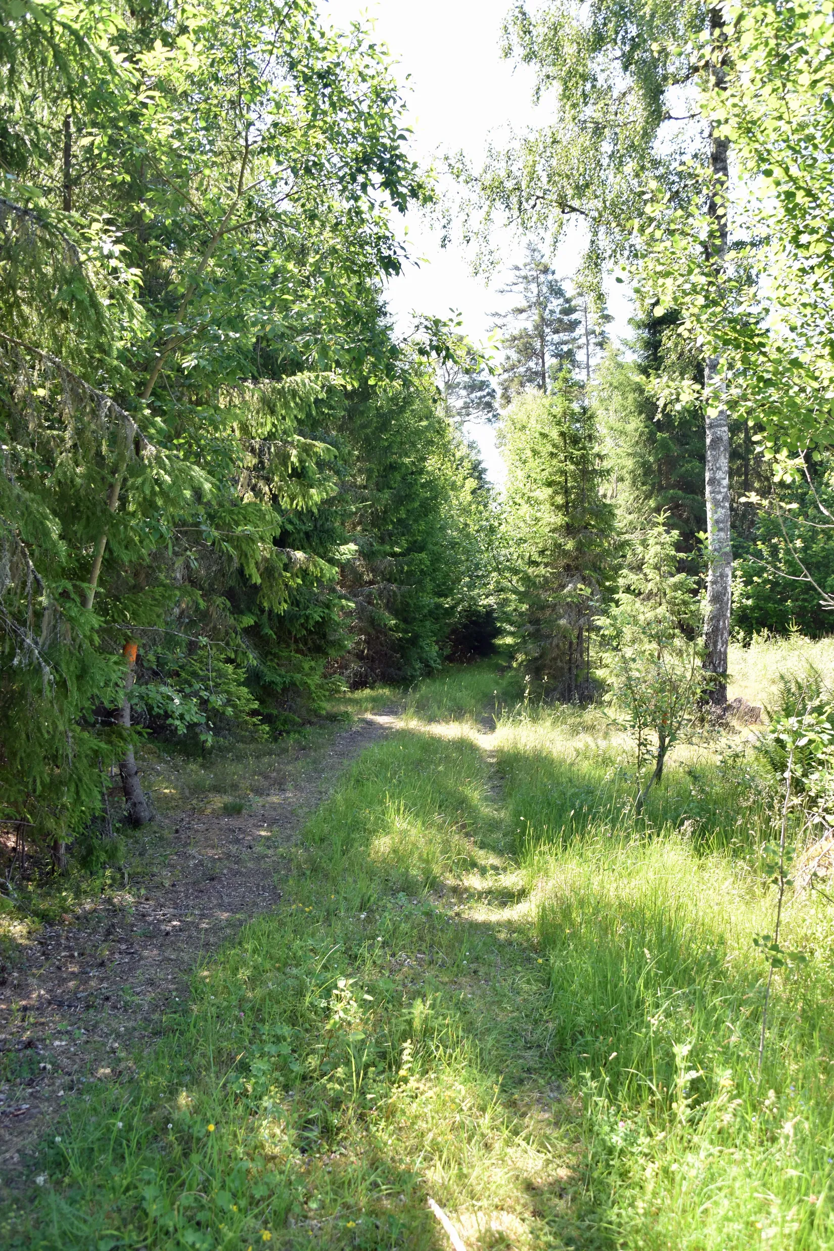 Gård/Skog, Trehörna Fågeltorp 1, Ödeshög