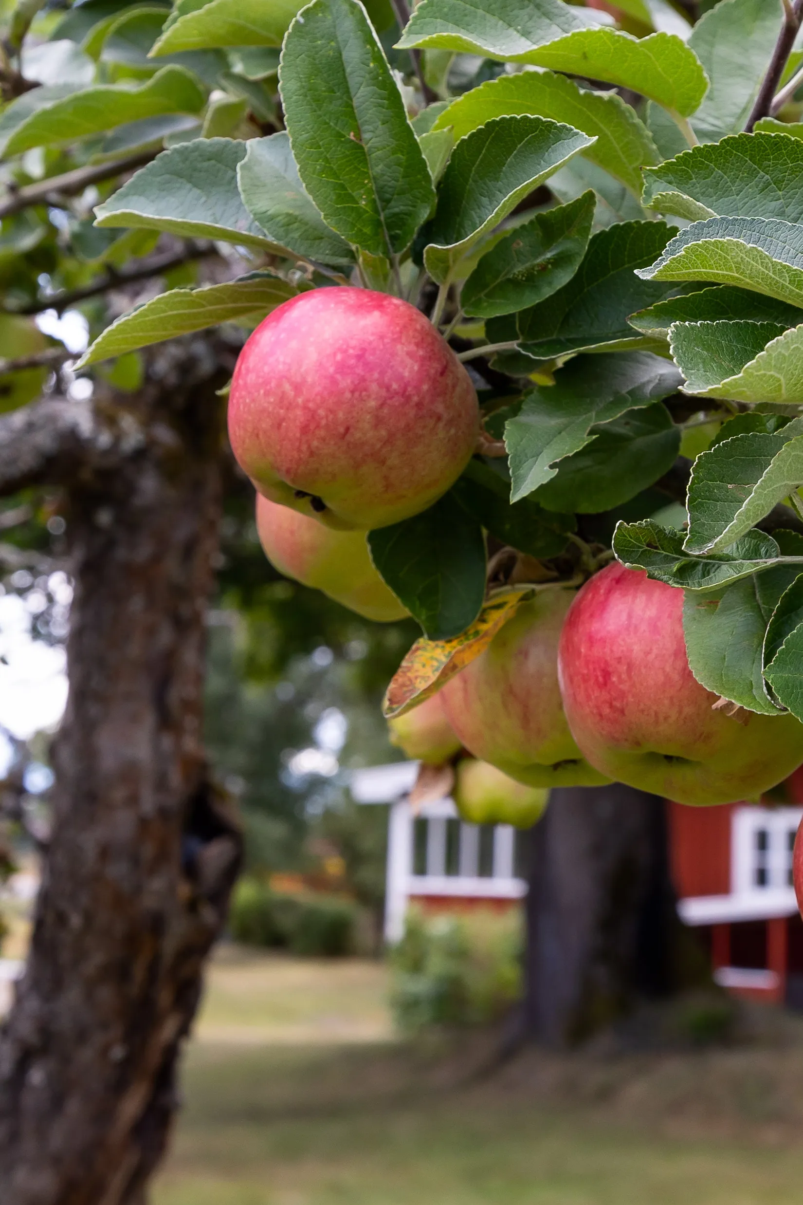 Villa, Skölv 301, Skölv strax utanför Glanshammar, Örebro