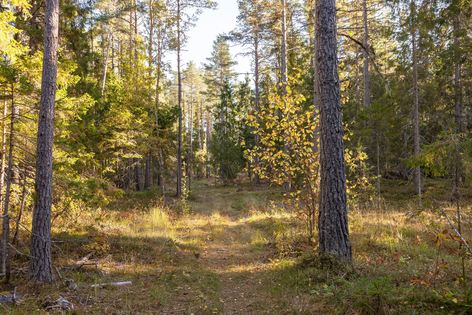Gård/Skog, Tuskö 434, Söderön, Östhammar