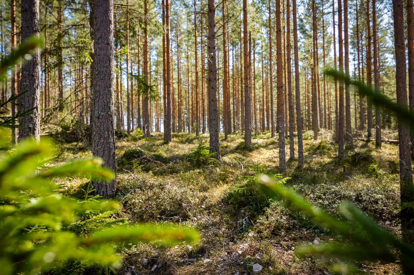 Gård/Skog, SÖDERHAMN NÄSET 4:1, Söderhamn
