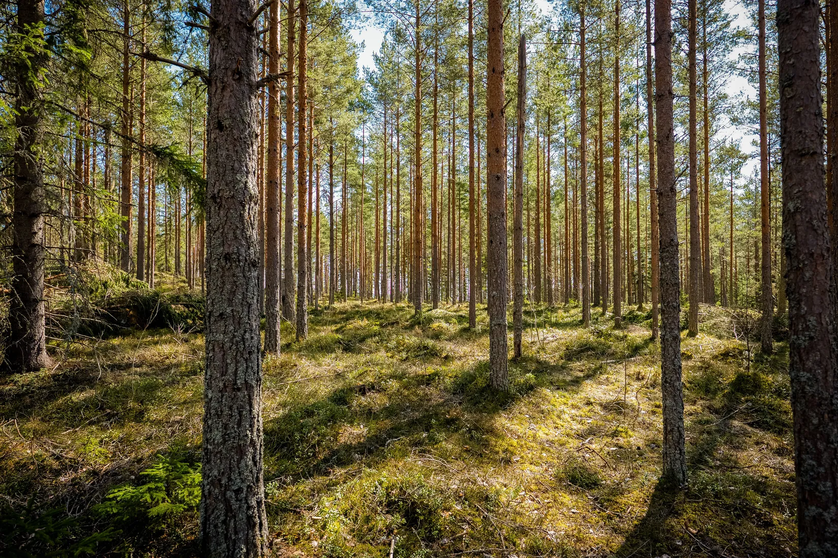 Gård/Skog, SÖDERHAMN NÄSET 4:1, Söderhamn