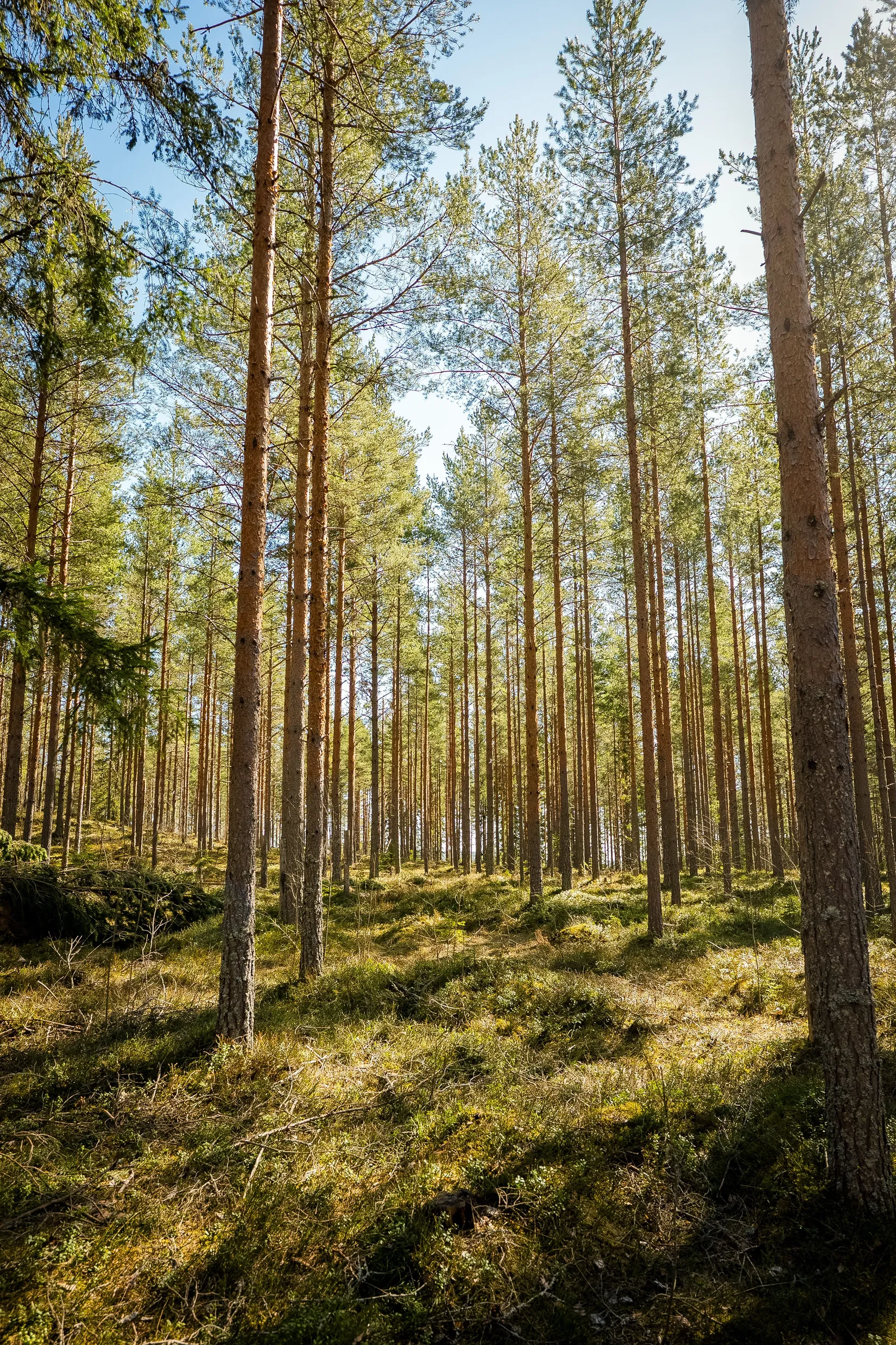 Gård/Skog, SÖDERHAMN NÄSET 4:1, Söderhamn