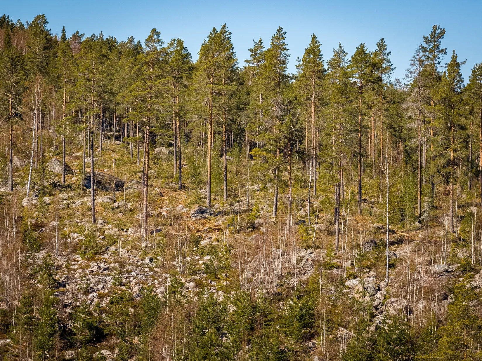 Gård/Skog, SÖDERHAMN NÄSET 4:1, Söderhamn