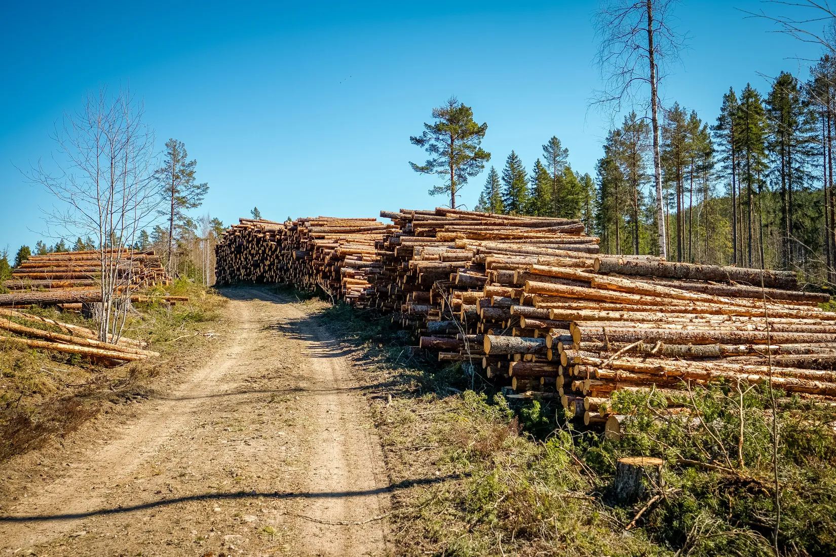 Gård/Skog, SÖDERHAMN NÄSET 4:1, Söderhamn