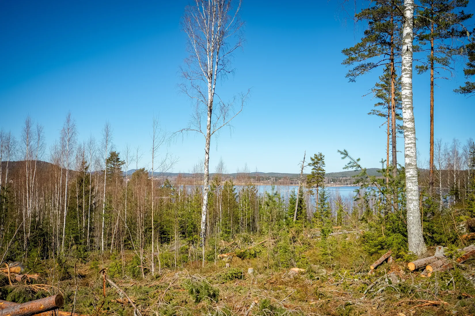 Gård/Skog, SÖDERHAMN NÄSET 4:1, Söderhamn