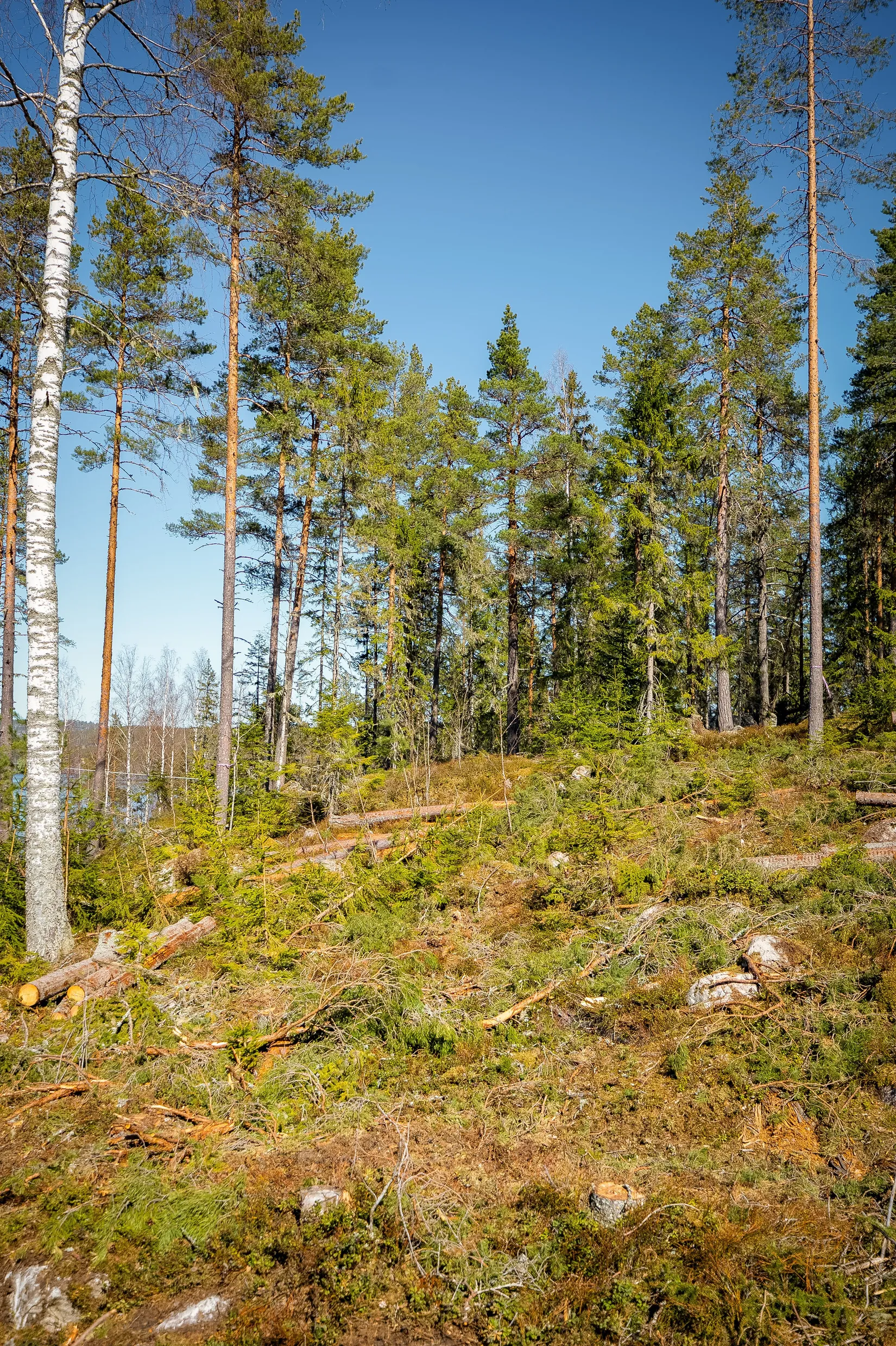 Gård/Skog, SÖDERHAMN NÄSET 4:1, Söderhamn