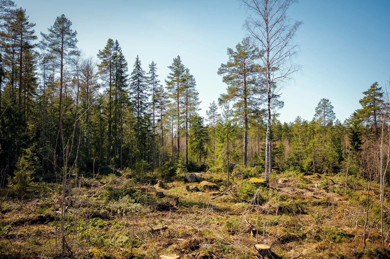 Gård/Skog, SÖDERHAMN NÄSET 4:1, Söderhamn