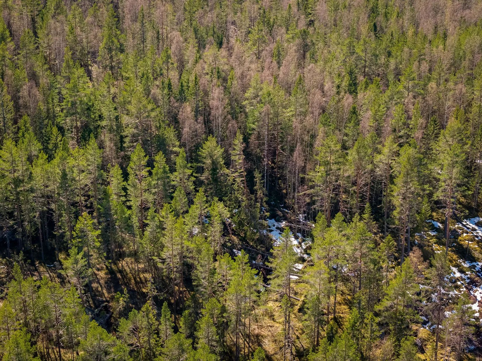 Gård/Skog, SÖDERHAMN NÄSET 4:1, Söderhamn
