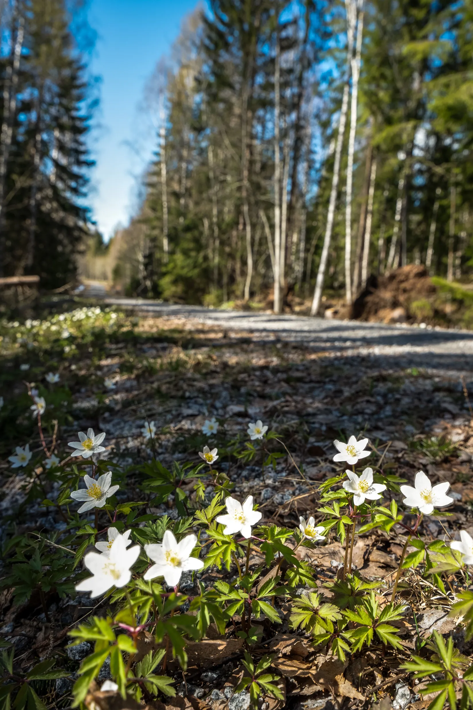 Gård/Skog, SÖDERHAMN NORRBO 2:16, Söderhamn