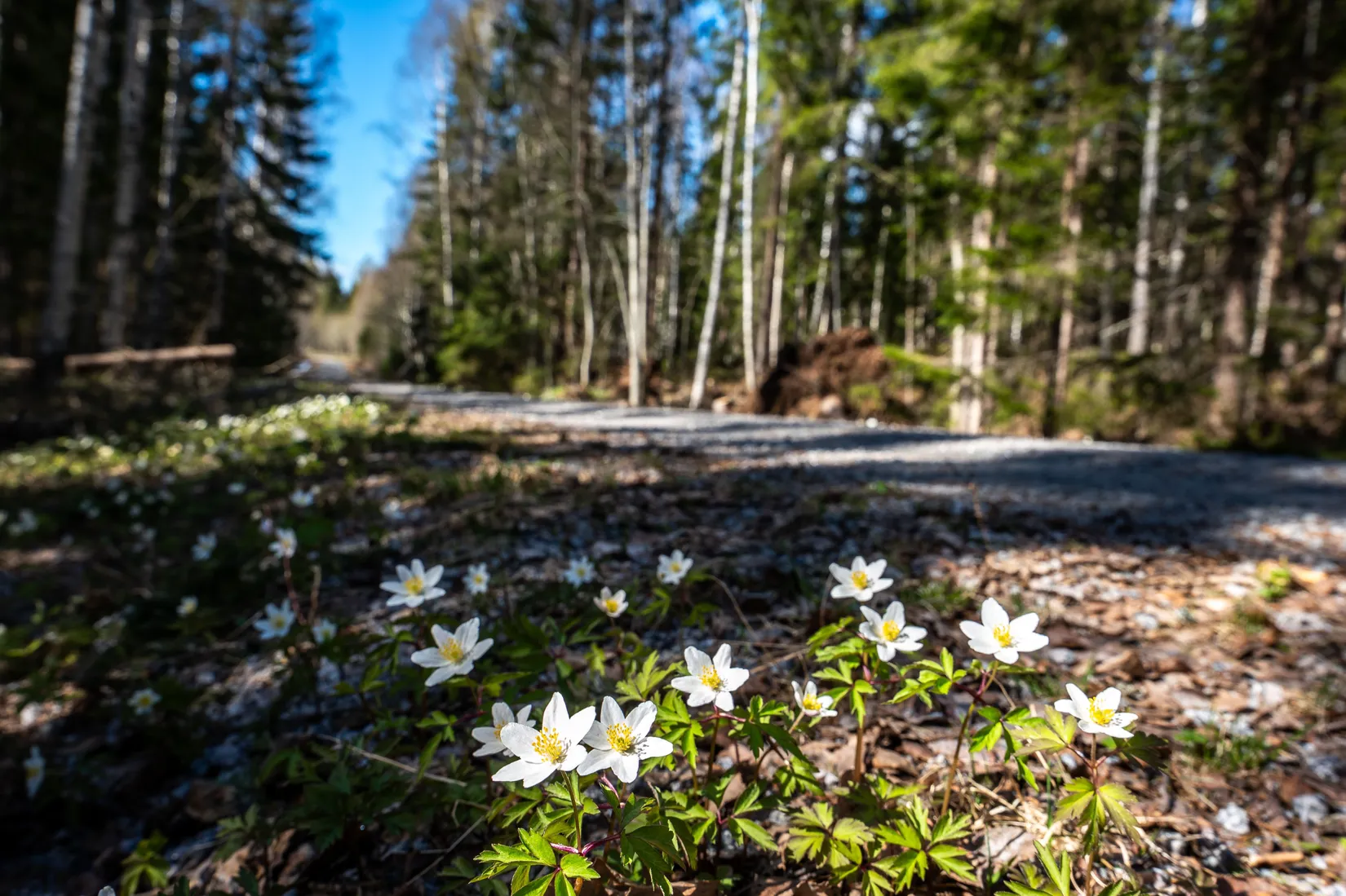Gård/Skog, SÖDERHAMN NORRBO 2:16, Söderhamn