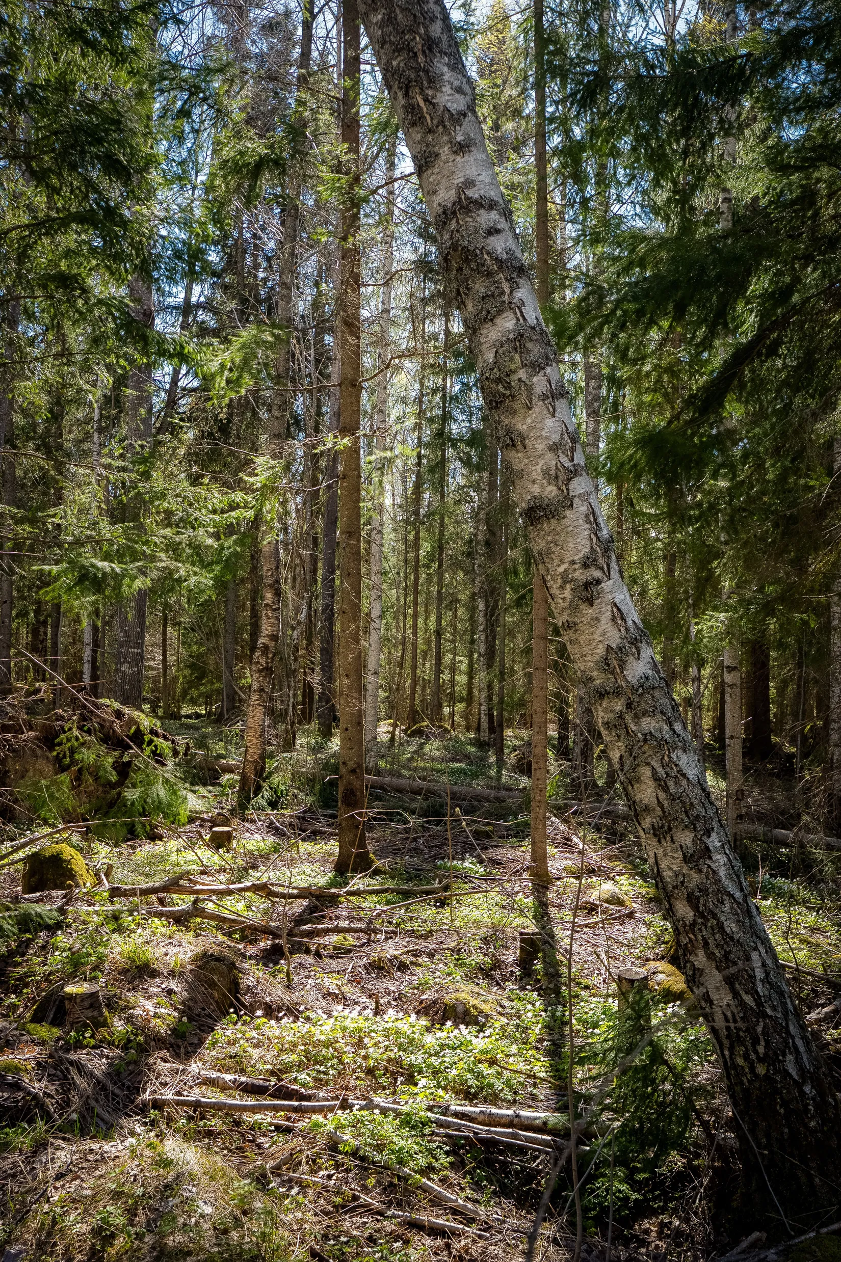 Gård/Skog, SÖDERHAMN NORRBO 2:16, Söderhamn
