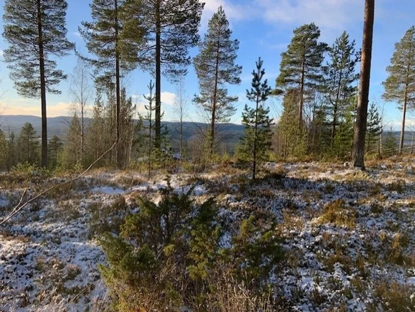 Tomt, Björnrike Ripstigen 6, Björnrike, Härjedalen