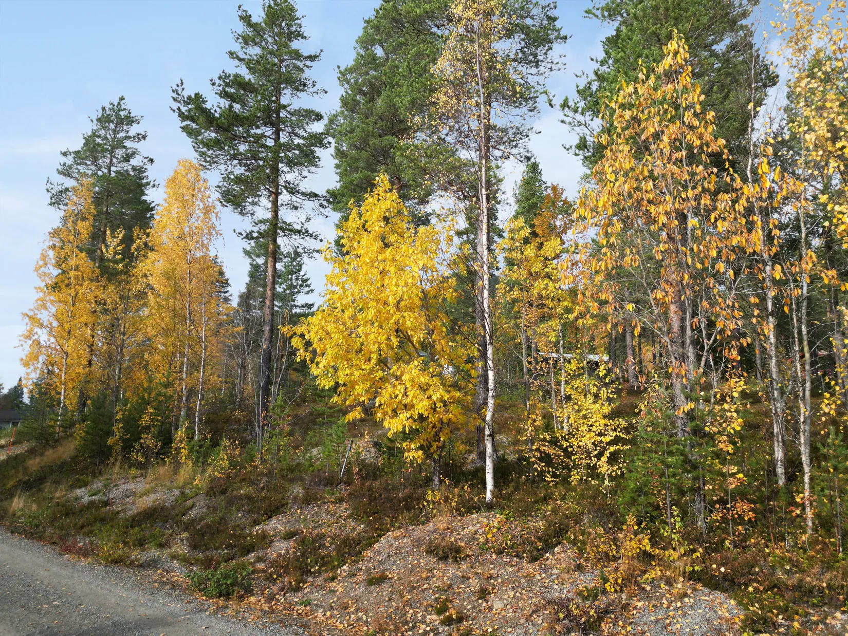 Tomt, Björnrike Ripstigen 6, Björnrike, Härjedalen