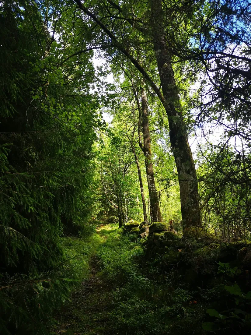 Gård/Skog, Surteby Furudal 1, Björketorp, Mark