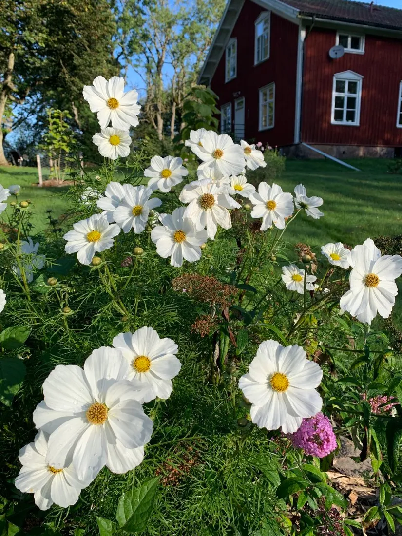 Villa, Järpås Prästgården 1, Järpås Backa, Lidköping