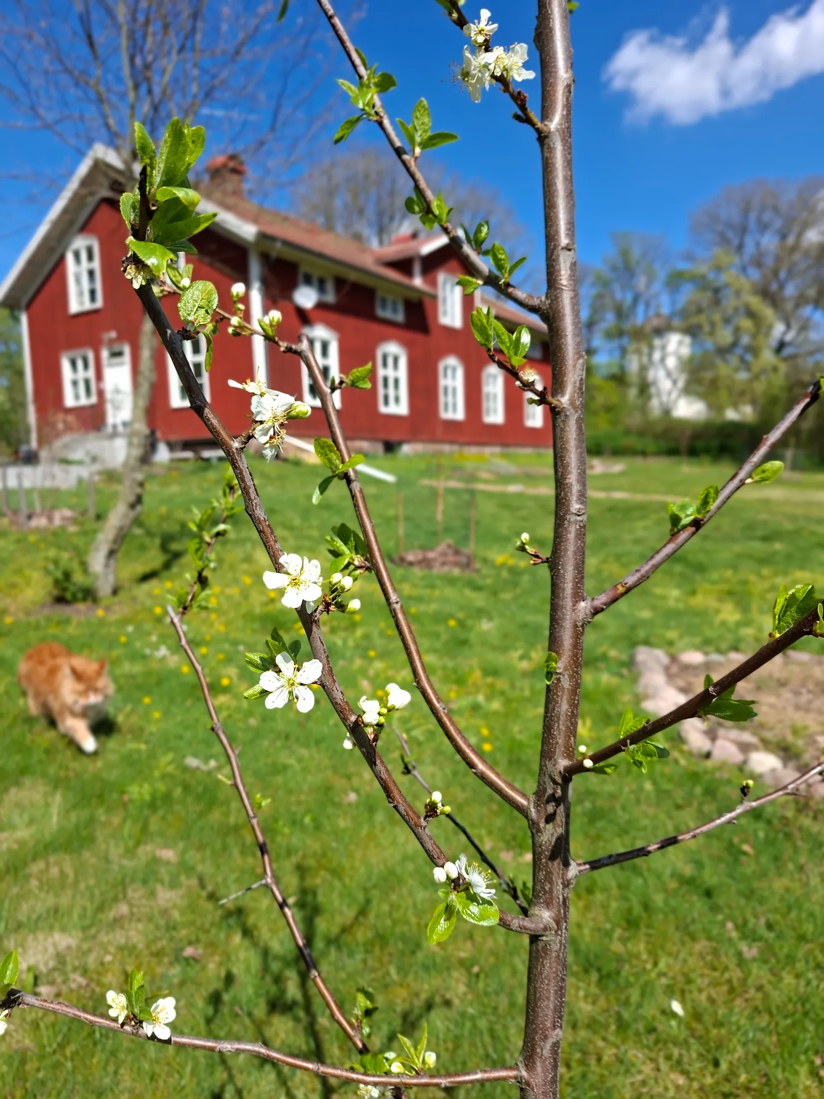 Villa, Järpås Prästgården 1, Järpås Backa, Lidköping
