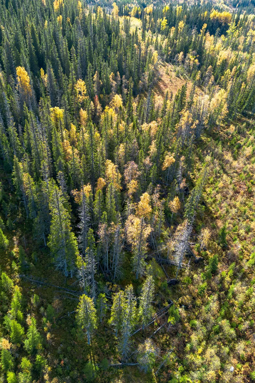 Gård/Skog, Sollefteå Hocksjön 2:33, Sollefteå
