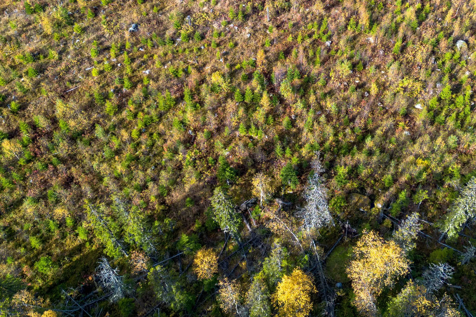 Gård/Skog, Sollefteå Hocksjön 2:33, Sollefteå