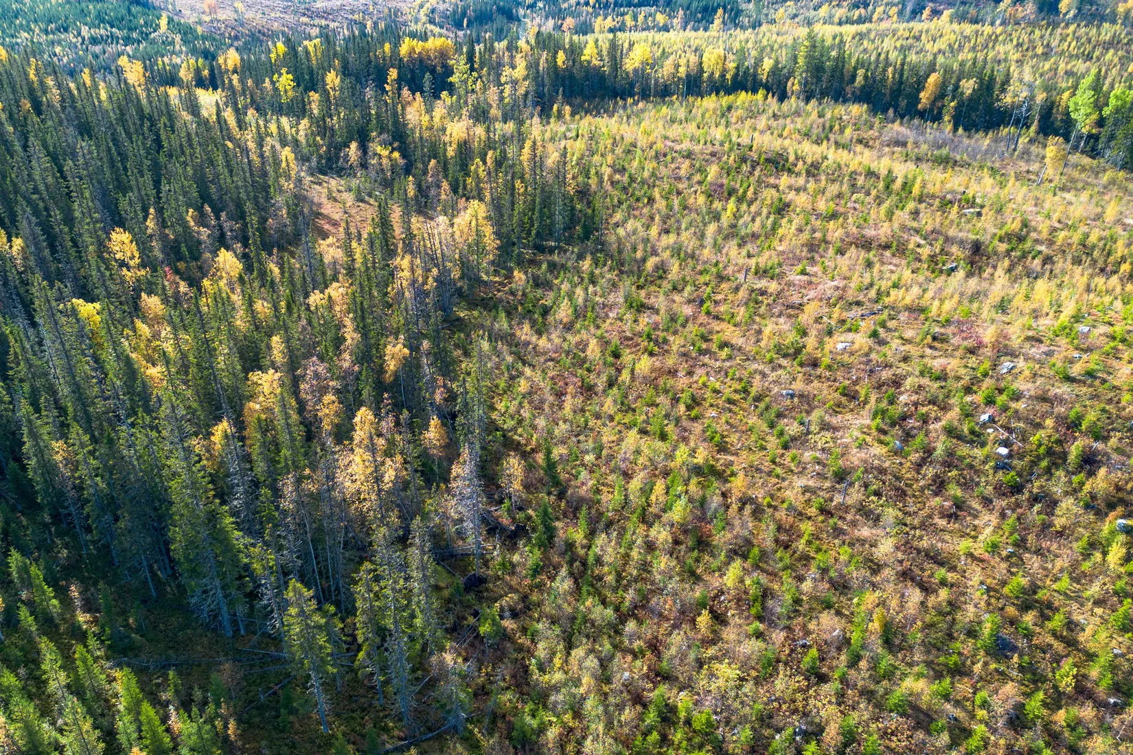 Gård/Skog, Sollefteå Hocksjön 2:33, Sollefteå