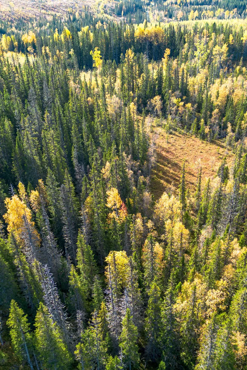 Gård/Skog, Sollefteå Hocksjön 2:33, Sollefteå