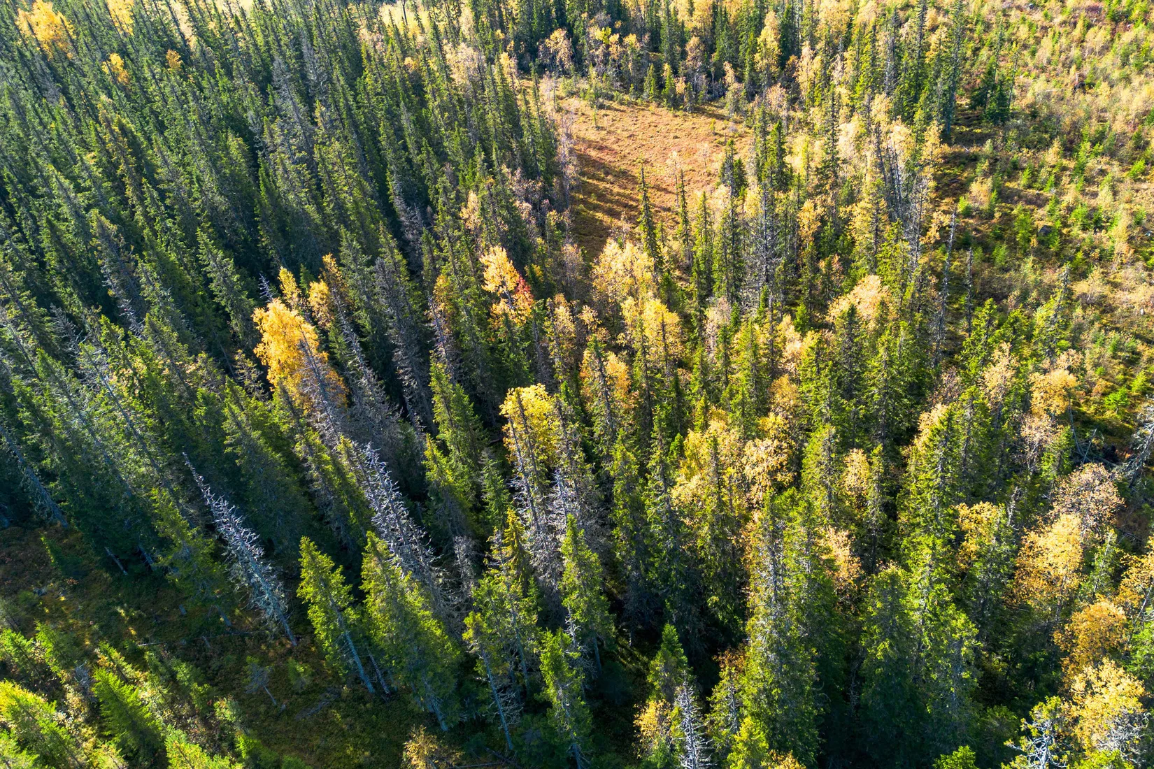 Gård/Skog, Sollefteå Hocksjön 2:33, Sollefteå