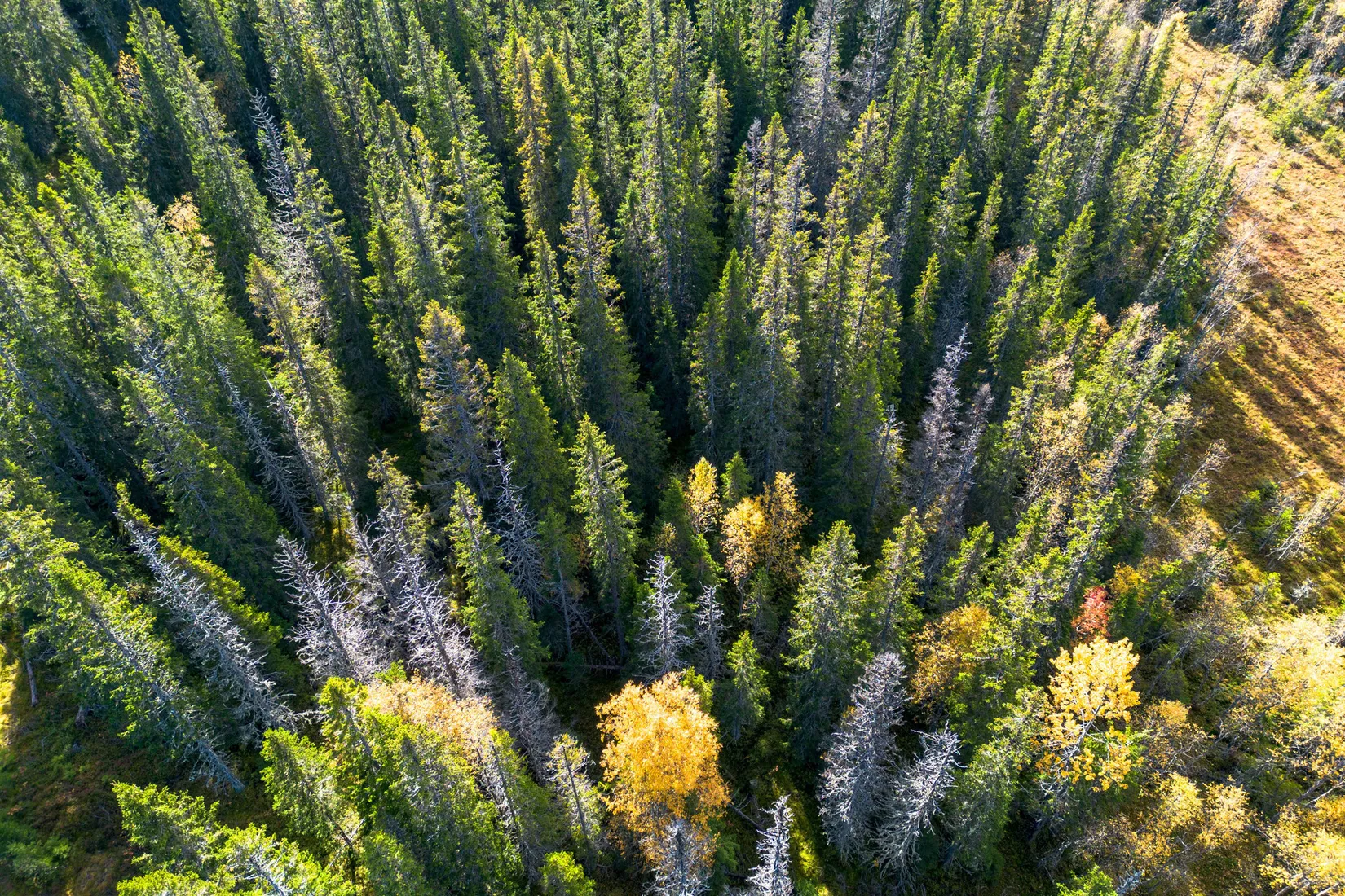 Gård/Skog, Sollefteå Hocksjön 2:33, Sollefteå