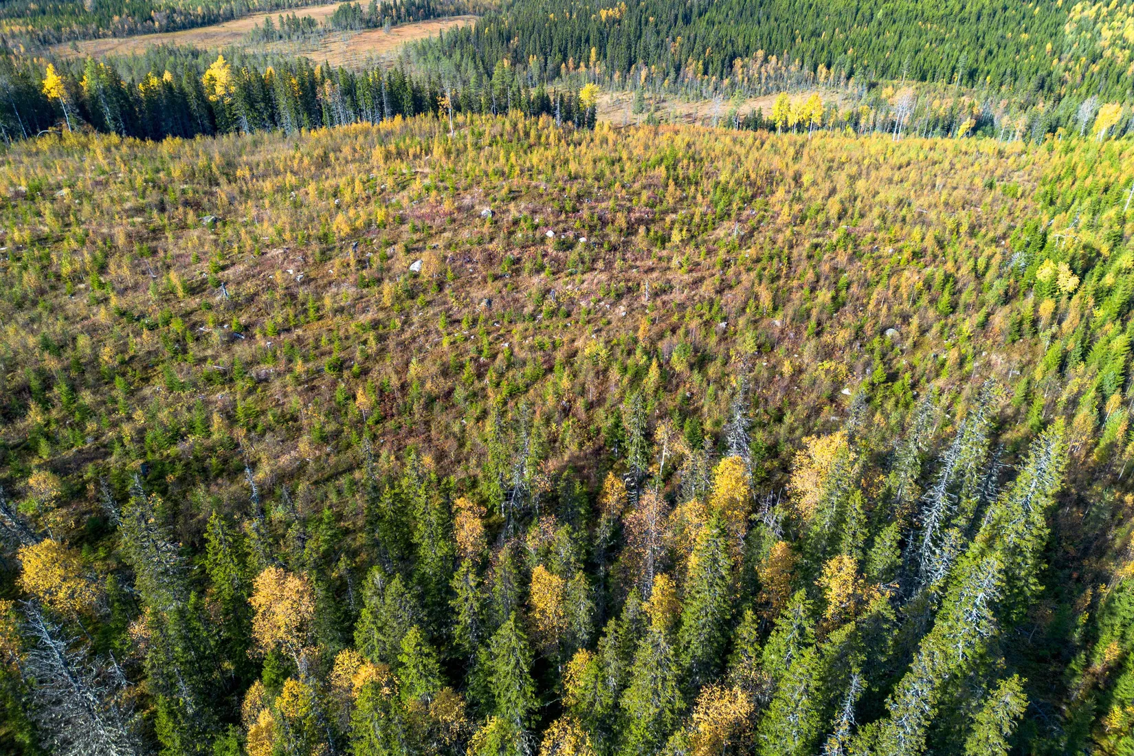 Gård/Skog, Sollefteå Hocksjön 2:33, Sollefteå