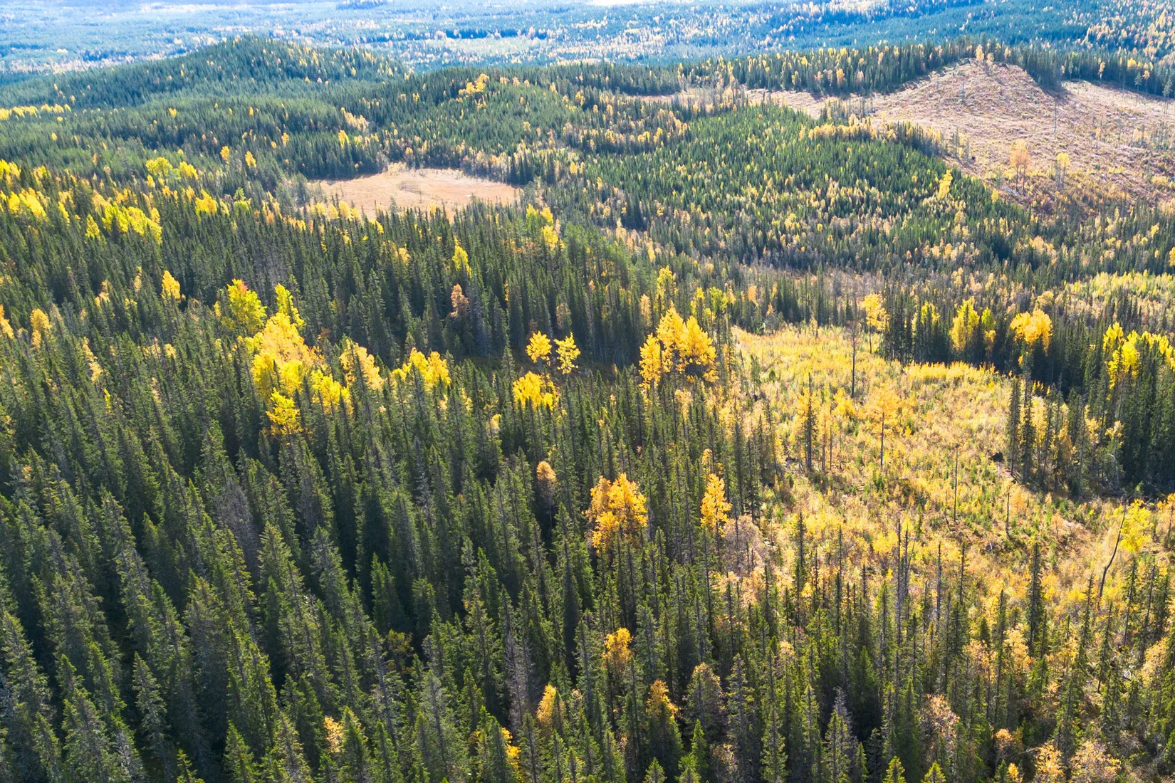Gård/Skog, Sollefteå Hocksjön 2:33, Sollefteå