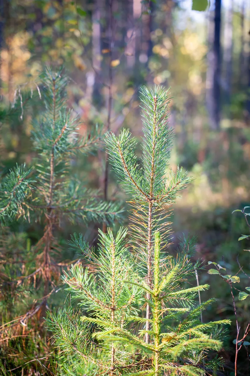 Gård/Skog, Sollefteå Hocksjön 2:33, Sollefteå