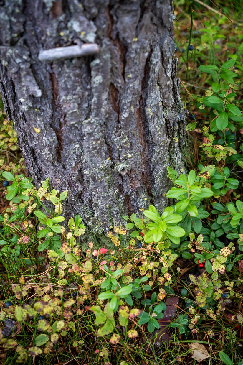 Gård/Skog, Sollefteå Hocksjön 2:33, Sollefteå