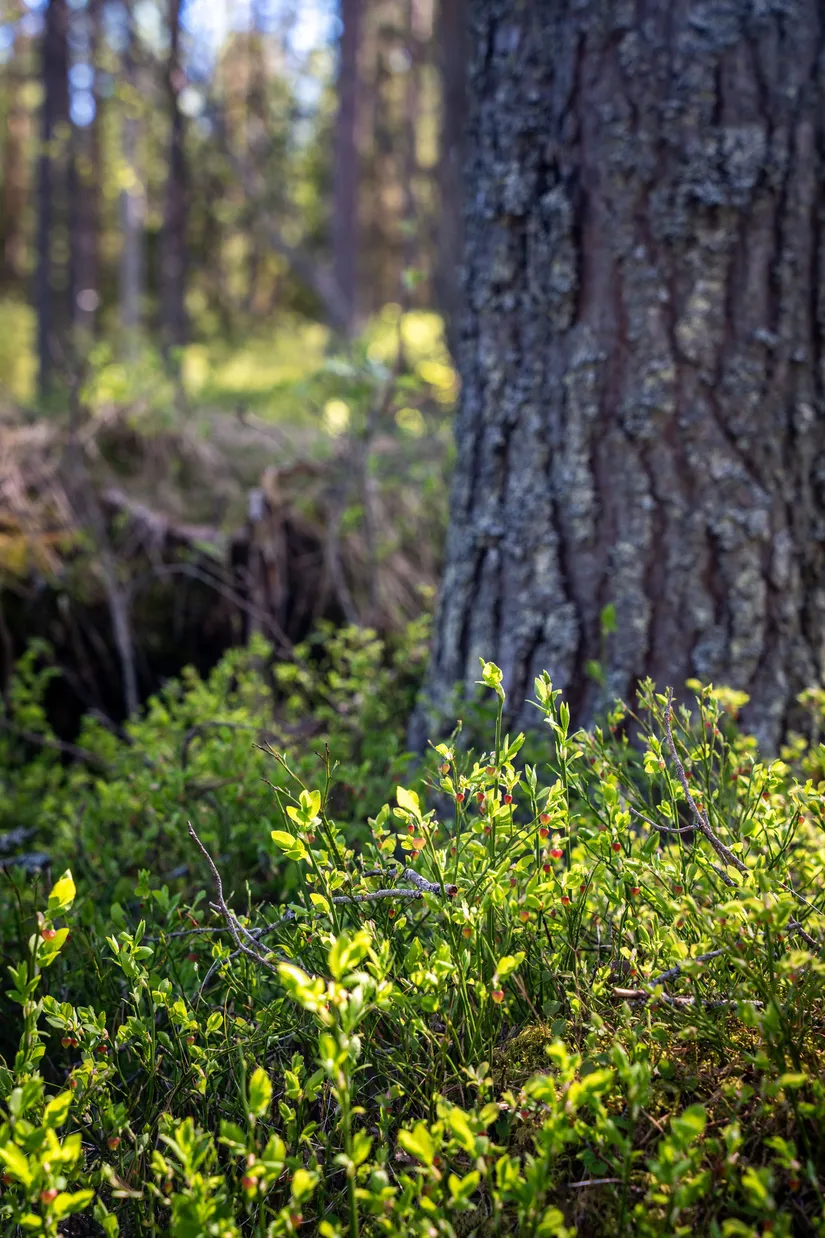 Gård/Skog, Sollefteå Hocksjön 2:33, Sollefteå