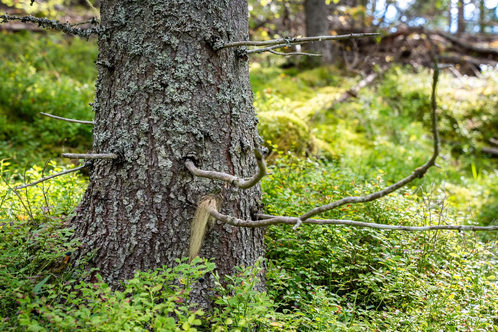 Gård/Skog, Sollefteå Hocksjön 2:33, Sollefteå