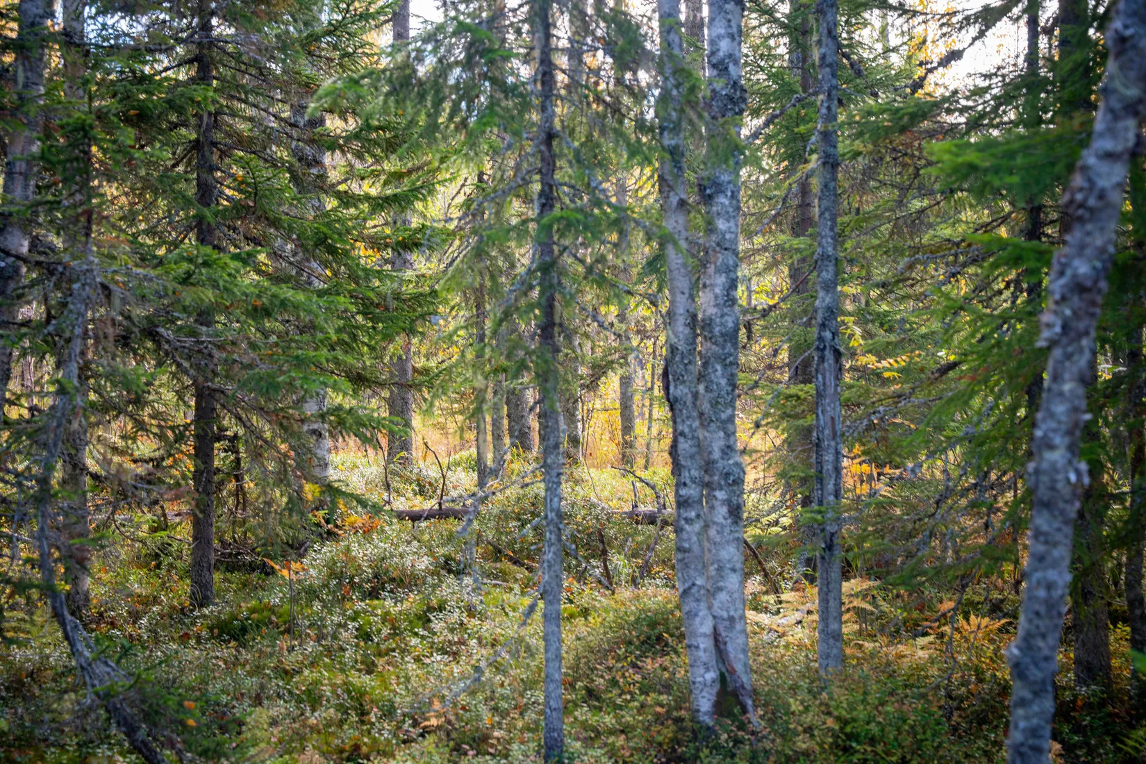 Gård/Skog, Sollefteå Hocksjön 2:33, Sollefteå