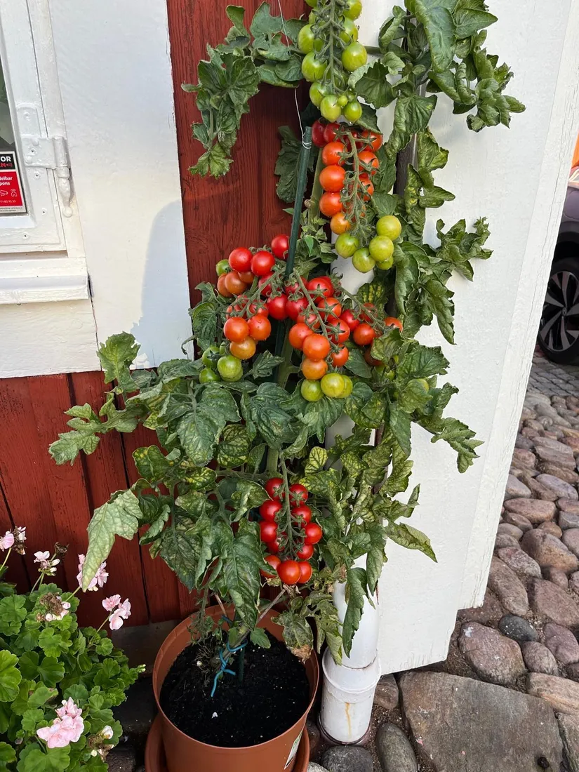 Villa, Regeringsgatan 13, Centrala Karlshamn, Karlshamn