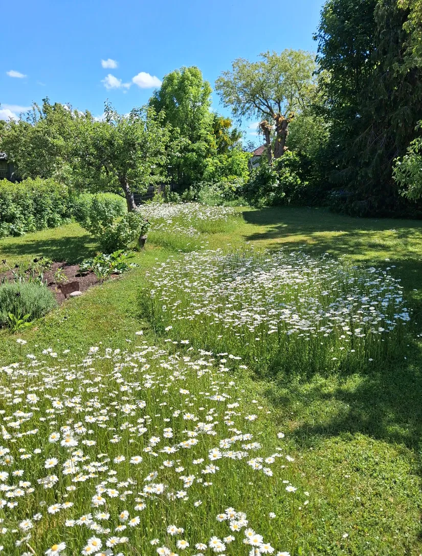 Villa, Eneqvistgatan 6, Visby, Gotland