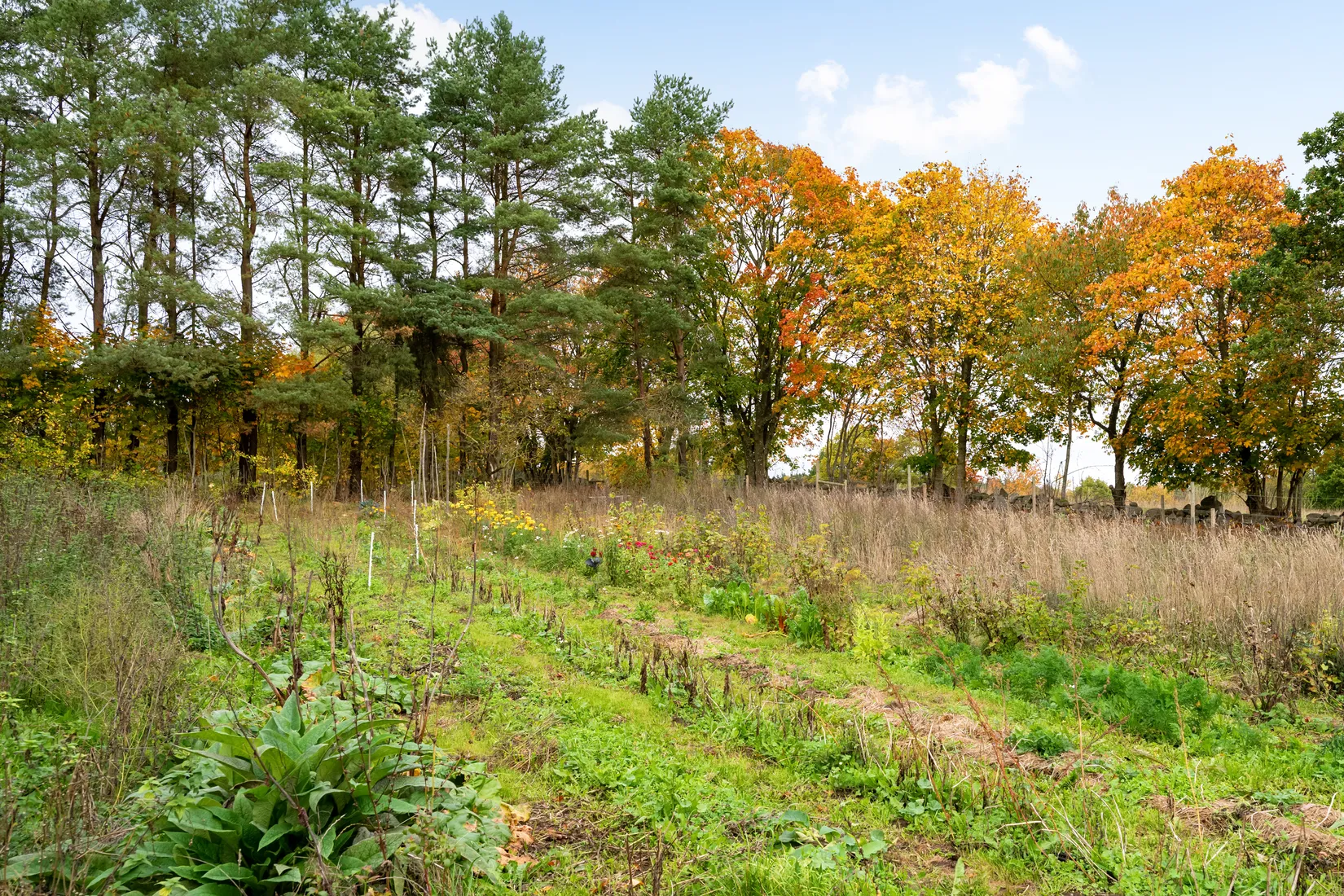Gård/Skog, Lerbergstorpsvägen 32, Tåghusa, Simrishamn