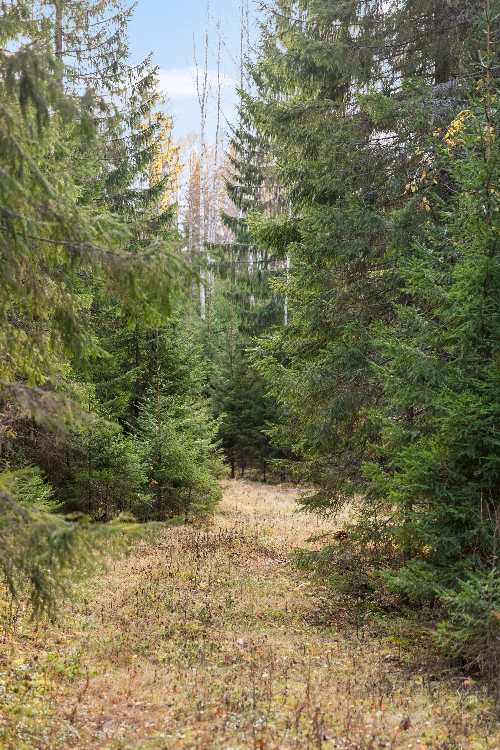 Gård/Skog, Mjällå 522, Ljustorp, Timrå