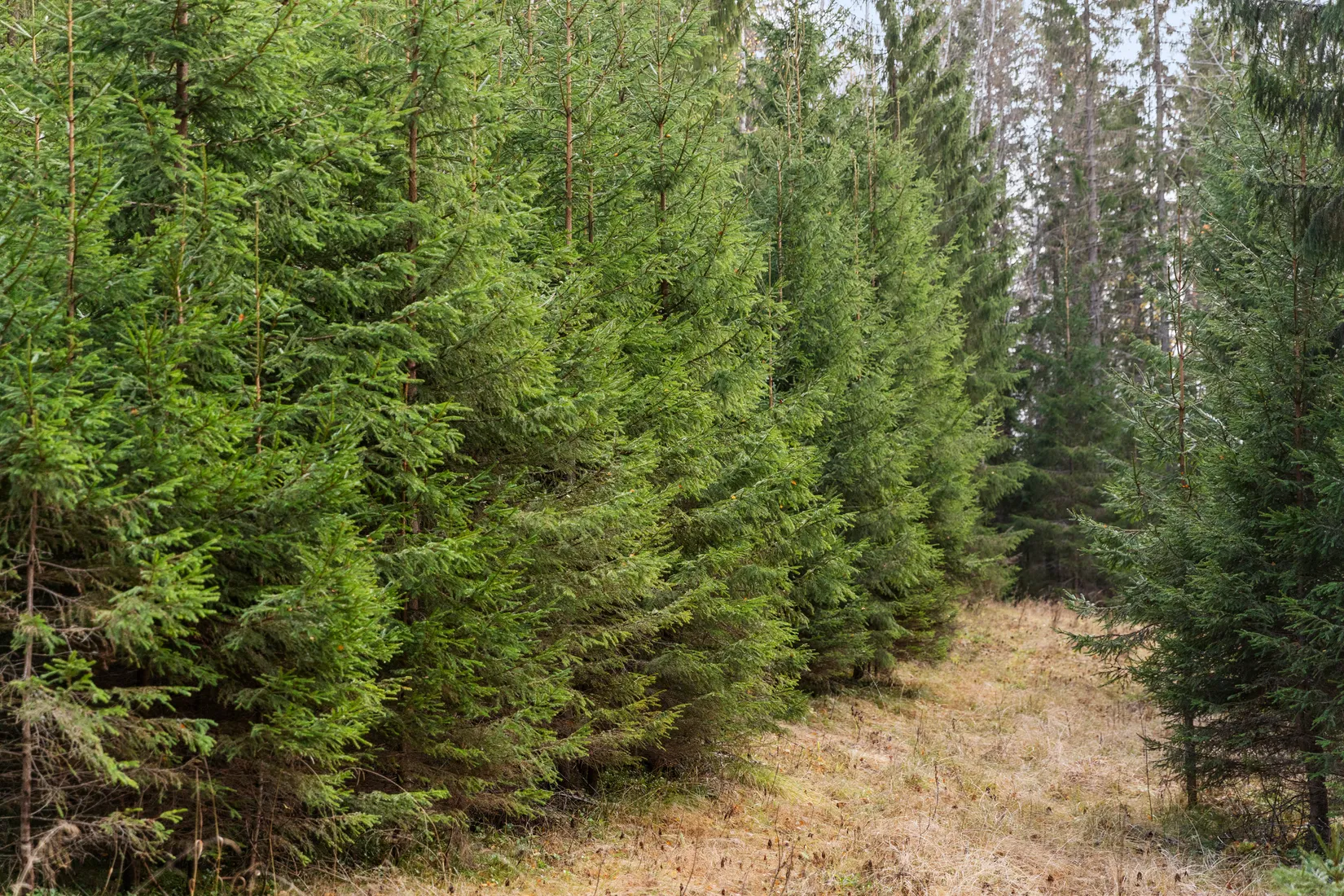 Gård/Skog, Mjällå 522, Ljustorp, Timrå
