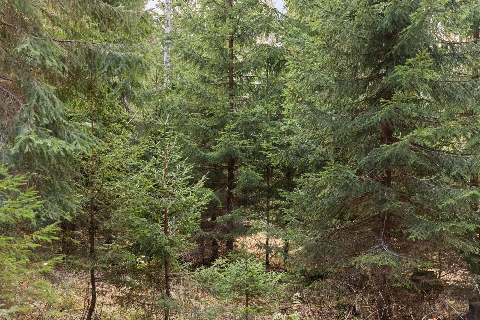 Gård/Skog, Mjällå 522, Ljustorp, Timrå