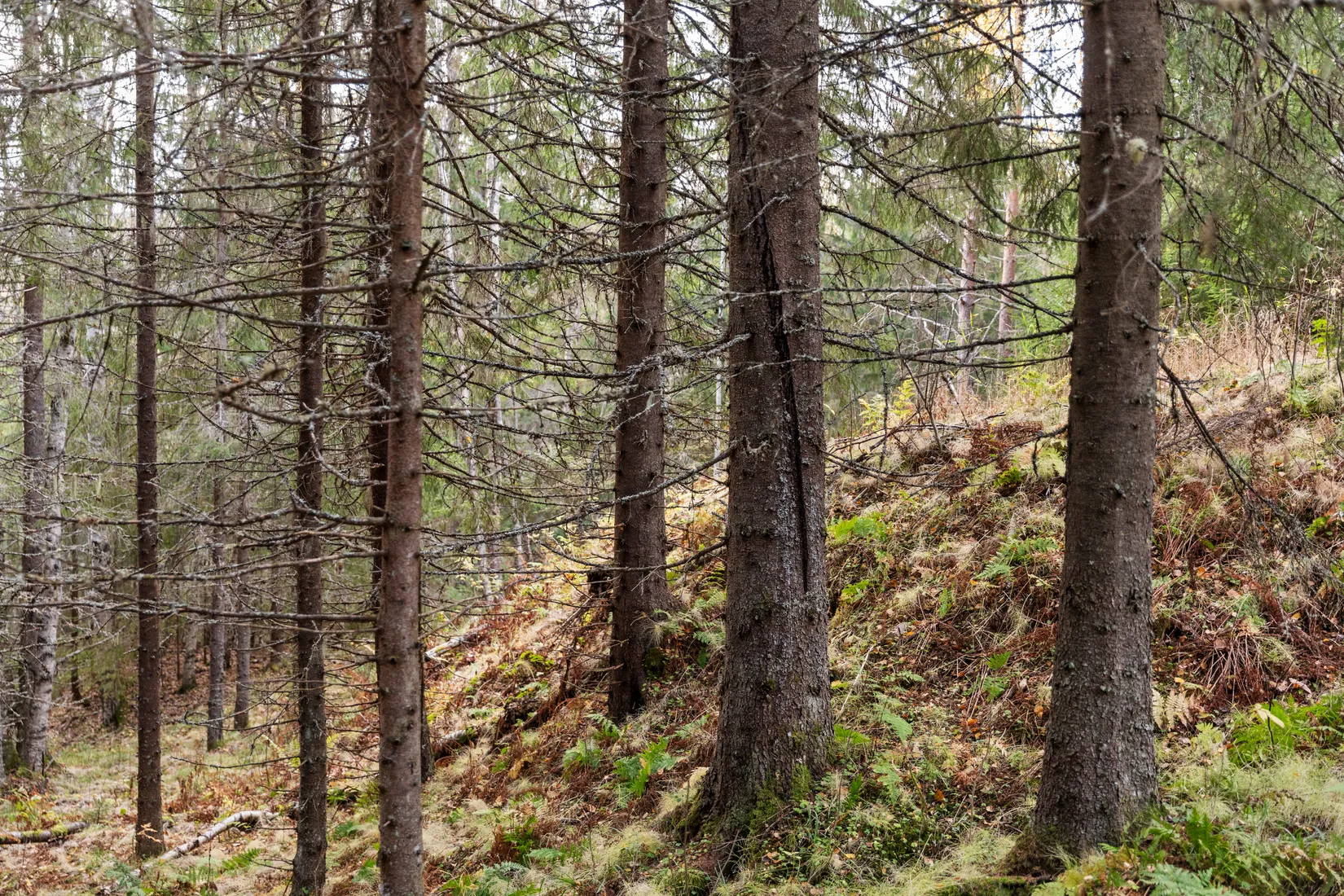 Gård/Skog, Mjällå 522, Ljustorp, Timrå