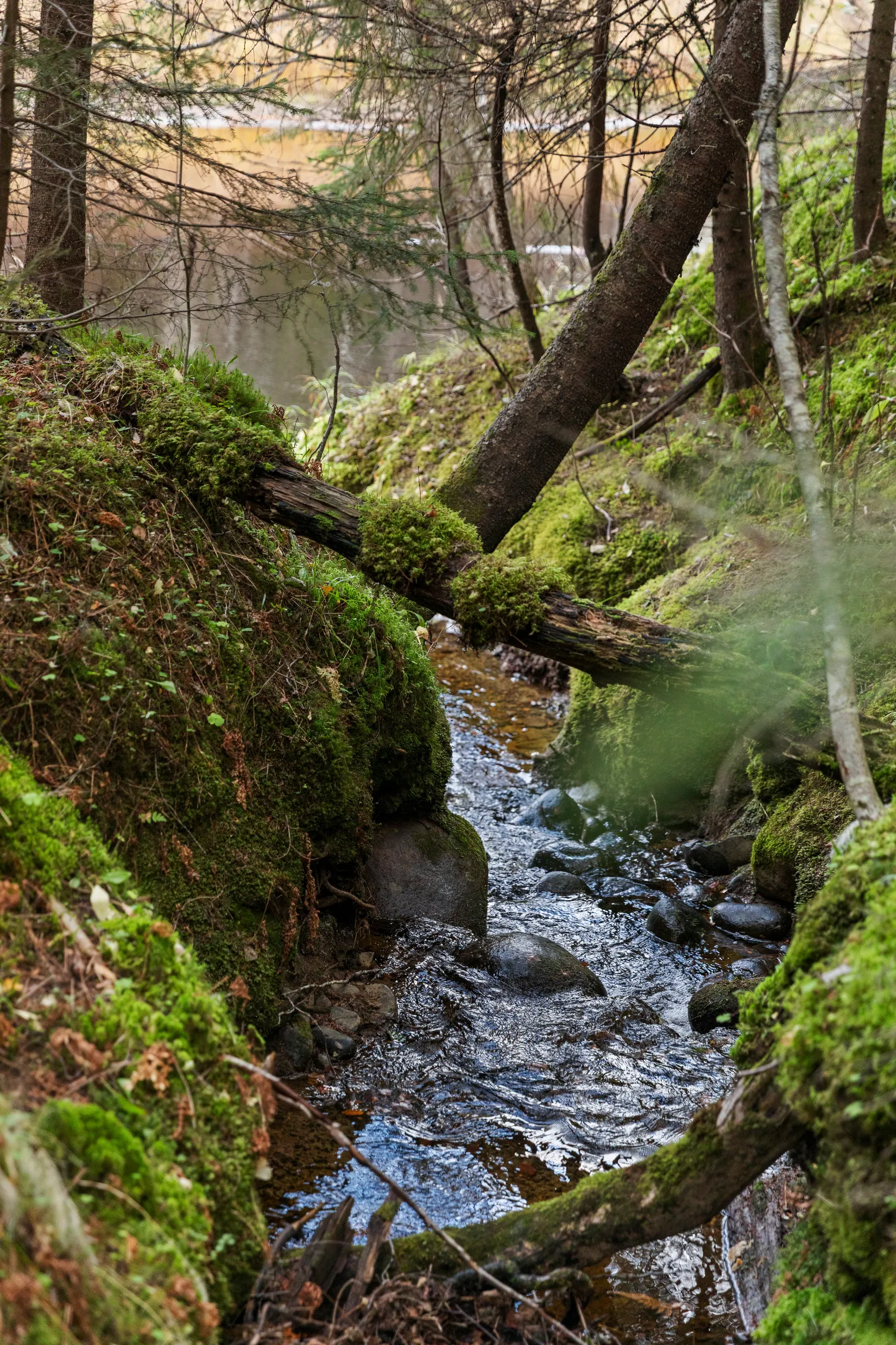 Gård/Skog, Mjällå 522, Ljustorp, Timrå