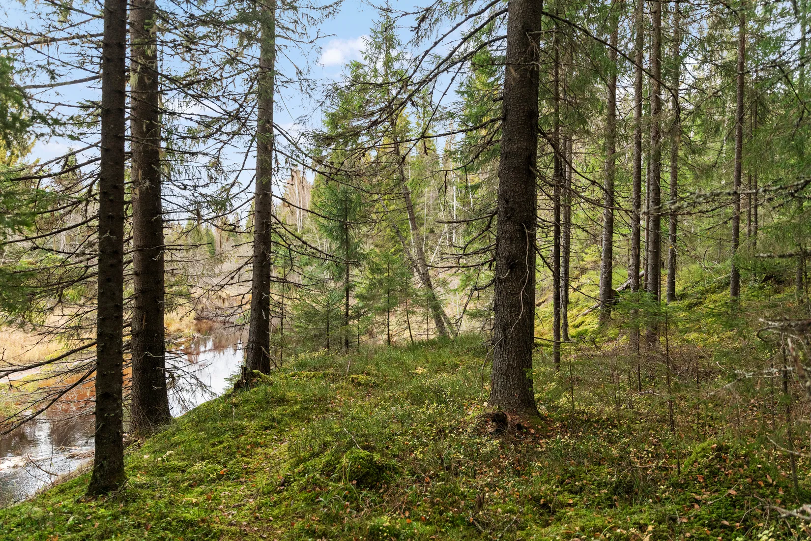 Gård/Skog, Mjällå 522, Ljustorp, Timrå