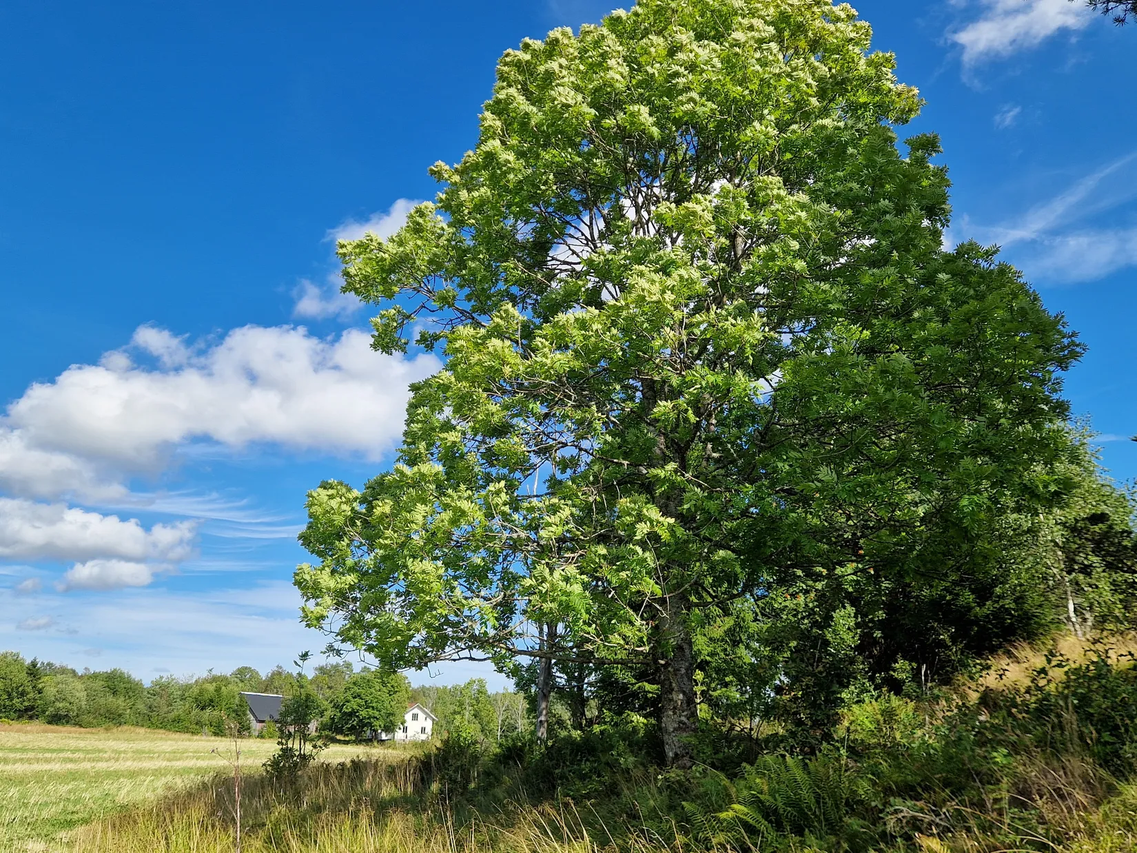 Gård/Skog, Herrestads Svenseröd 127, Uddevalla