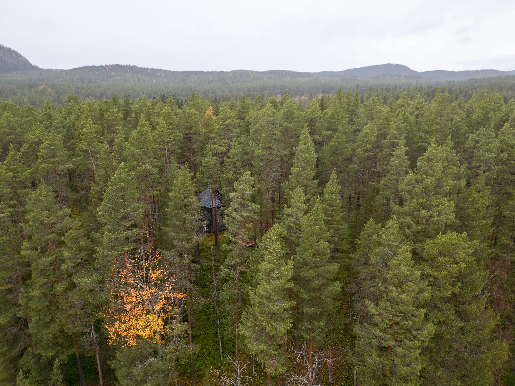 Gård/Skog, Stenkulla 6, Åsele