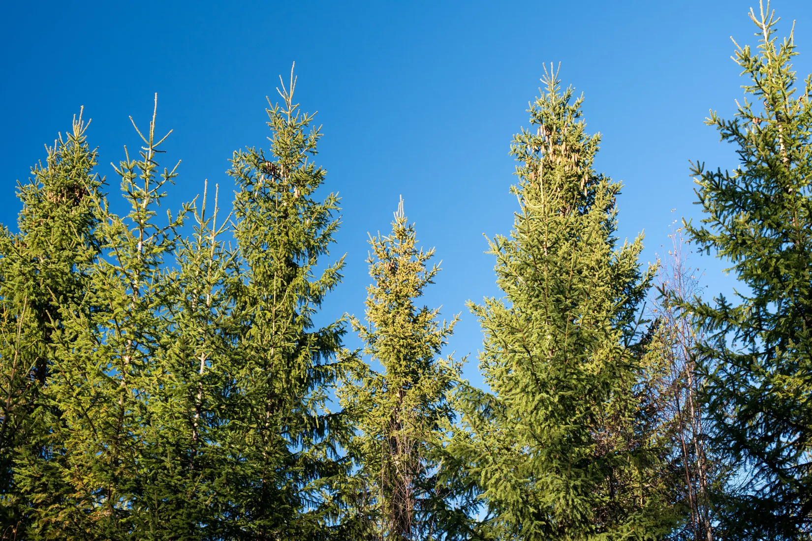 Gård/Skog, Innerfälle 134, Härnösand
