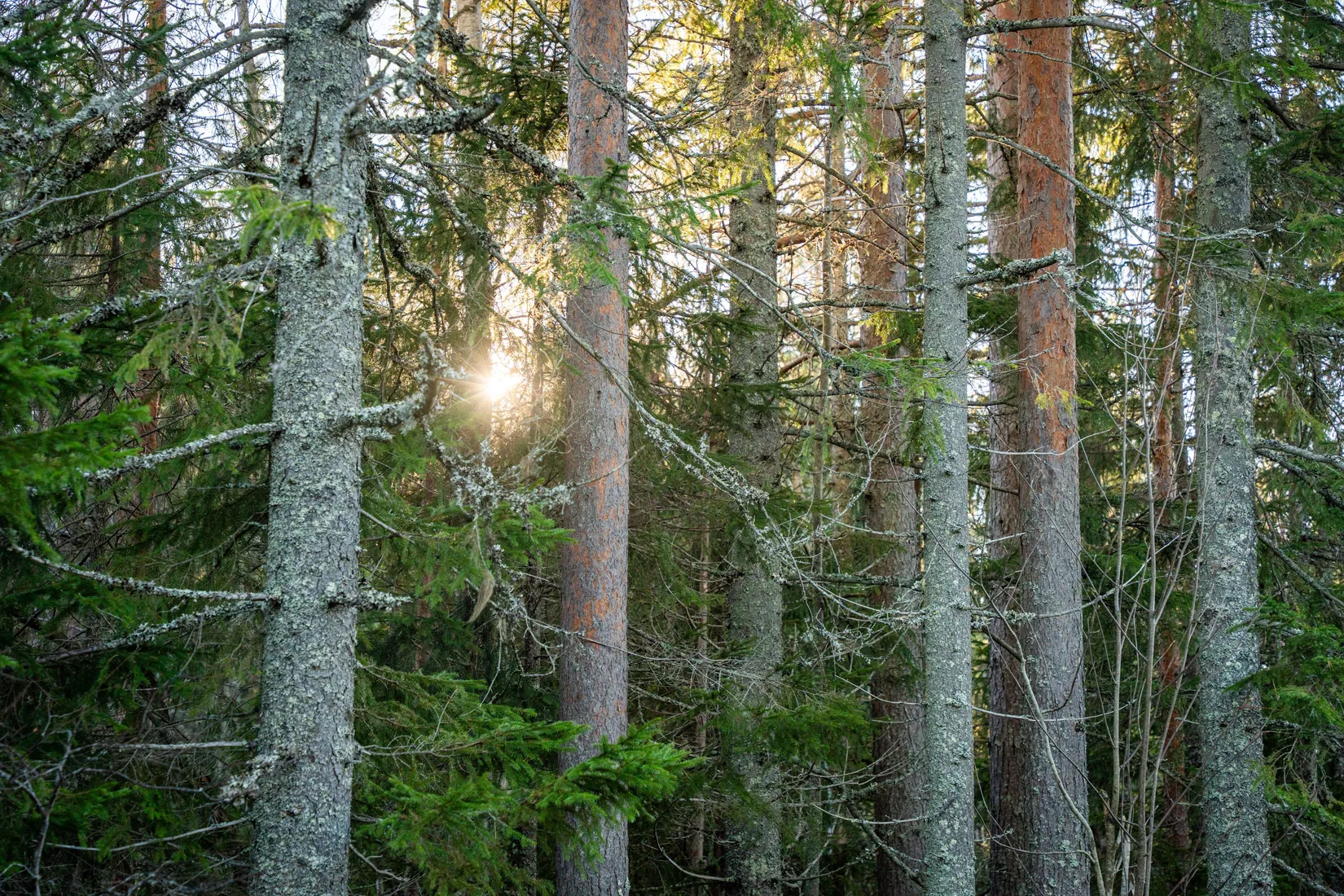 Gård/Skog, Innerfälle 134, Härnösand