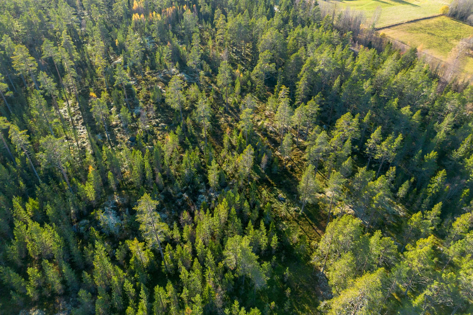 Gård/Skog, Innerfälle 134, Härnösand