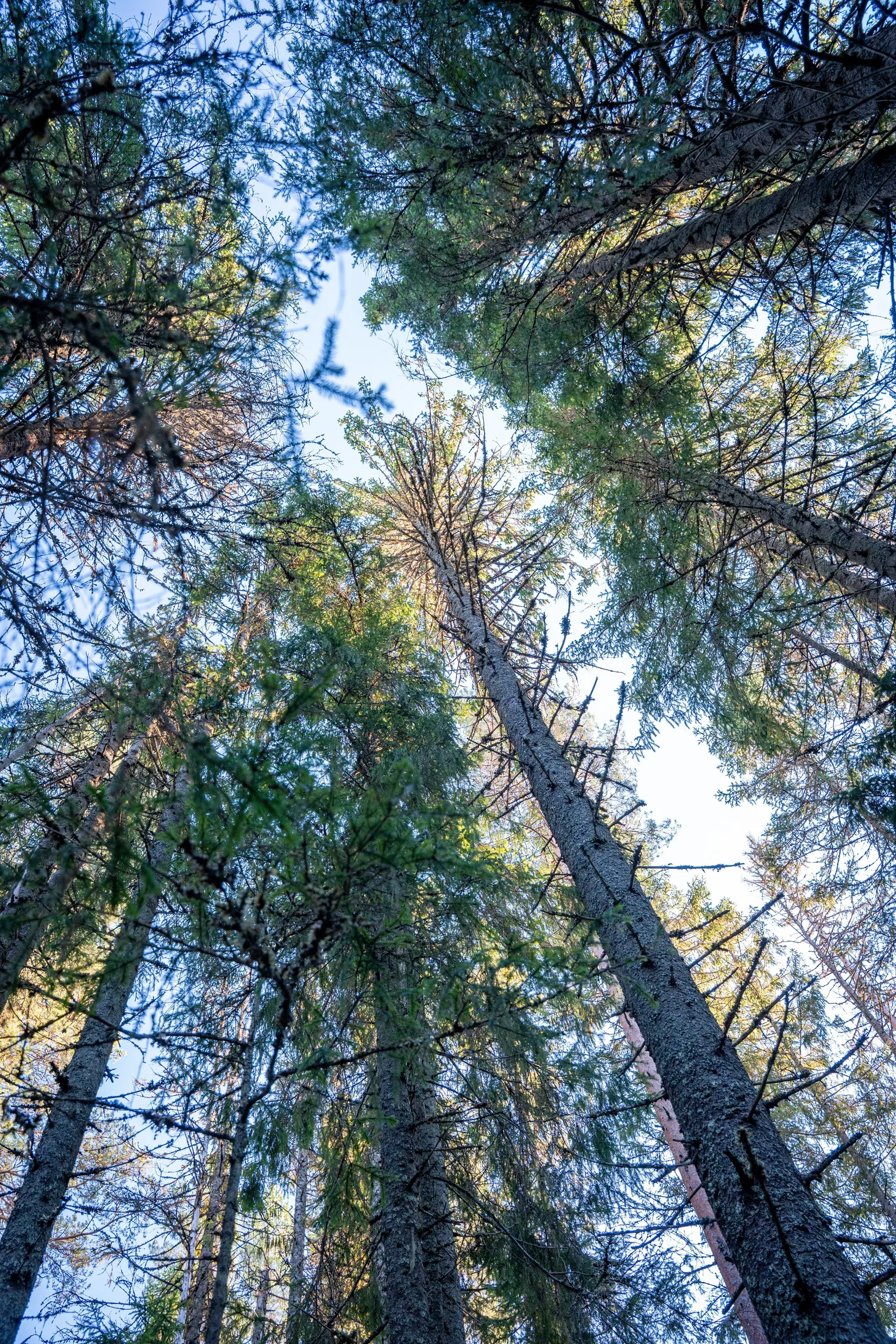 Gård/Skog, Innerfälle 134, Härnösand