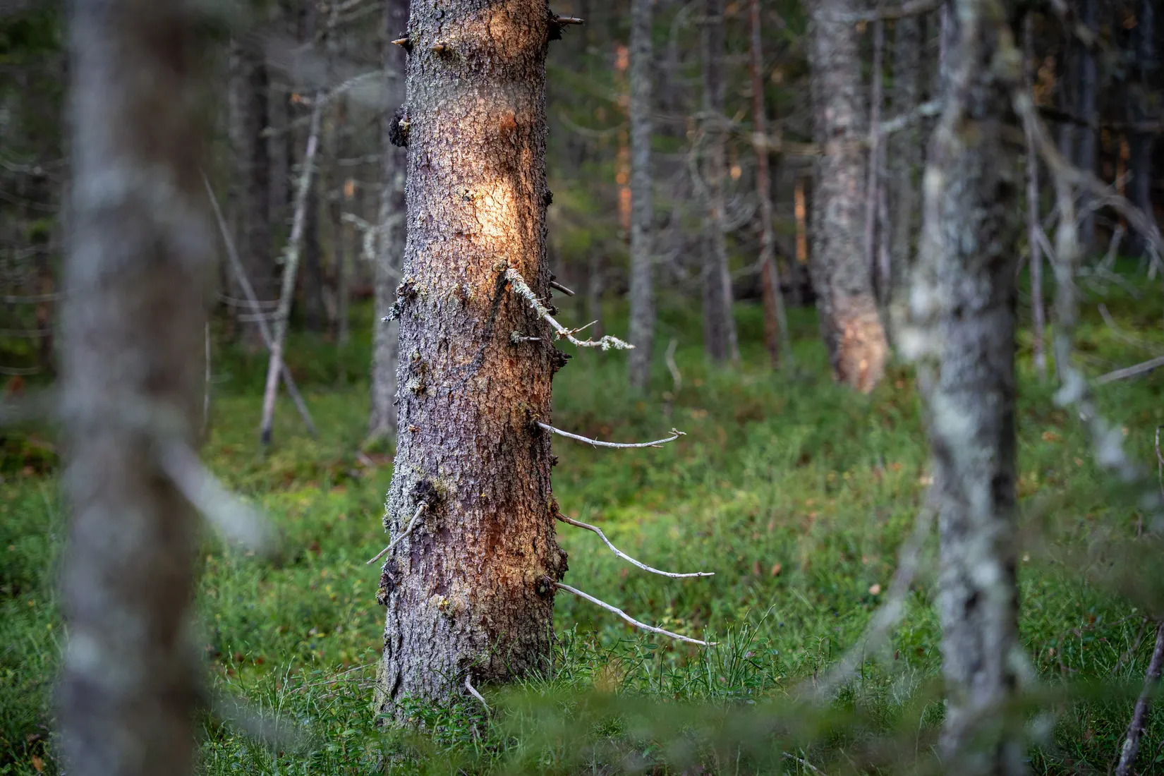 Gård/Skog, Innerfälle 134, Härnösand